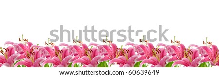 border of pink lilies isolated on a white background