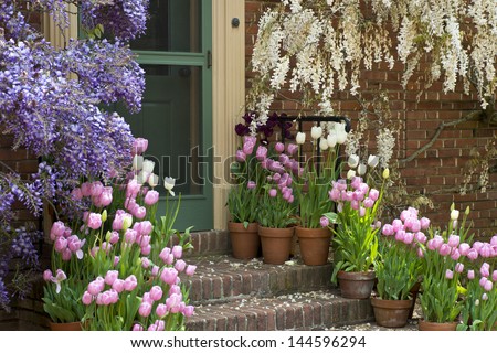 Garden Easter Tulips and Wisteria