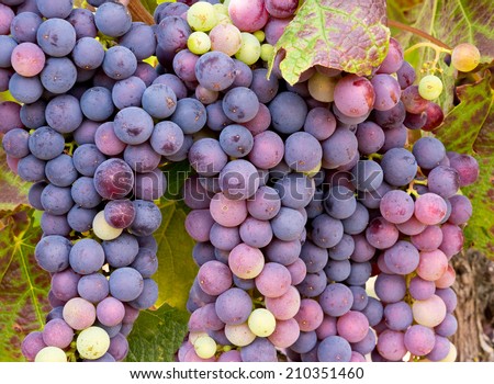 Vineyard Grape Clusters Ready for Wine Making