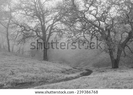 Trail, Oak Trees in Winter Fog Black and White
