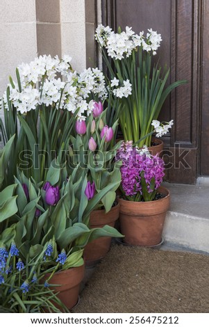 Potted Hyacinth and Tulips at Front Door Porch
