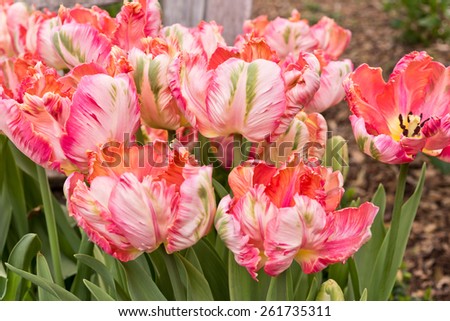 Fancy Parrot Spring Tulips Close-up