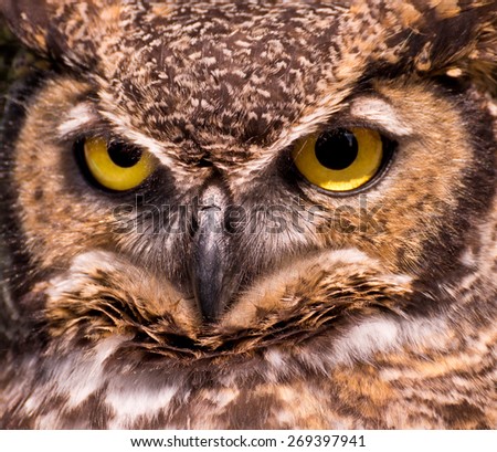 Great Horned Owl Close-up