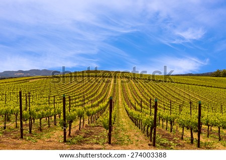 Napa Valley Vineyards, Spring, Mountains, Sky, Clouds