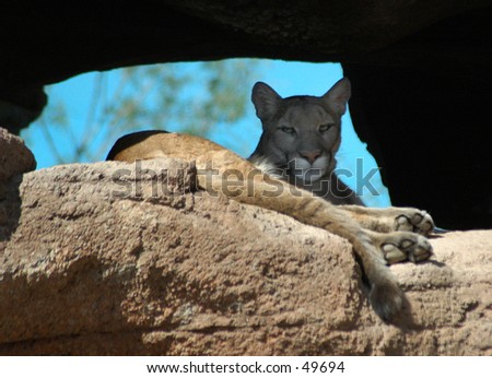 Cougar on a rock