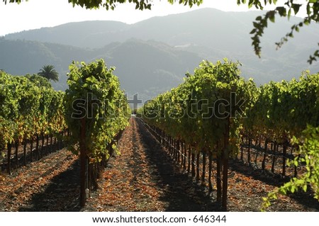Vines in California wine country