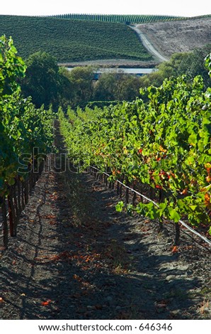 Vineyard in California wine country