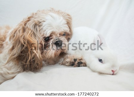 Dog and rabbit playing