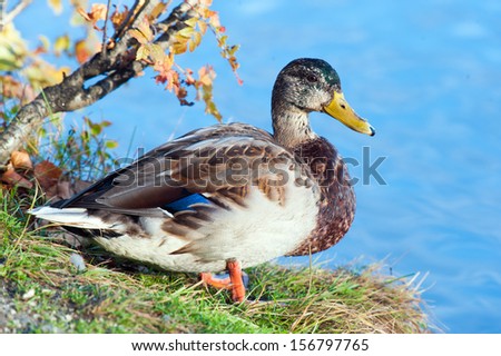 Female mallard duck standing on grass by the water\'s edge