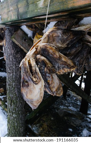 The dried-up dried fish, heads of a cod, on Seniya\'s islands in Norway