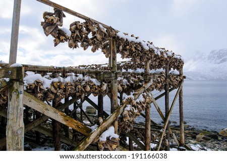 The dried-up dried fish, heads of a cod, on Seniya's islands in Norway