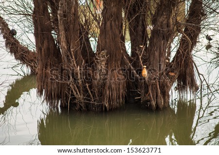 Tree trunk partially submerged in river during rising waters in spring
