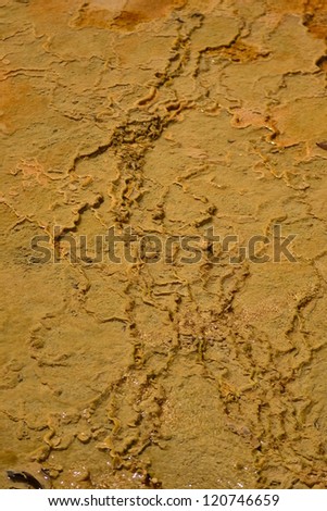 Ground surface in Primeval forest ,South of Thailand,Krabi Province,Thailand