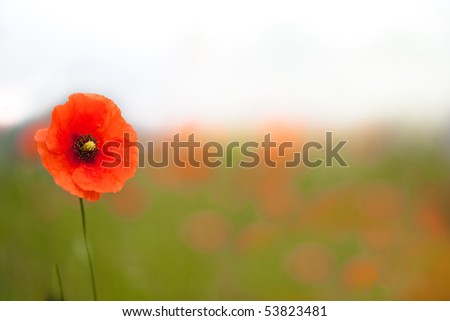 Beautiful poppies in a green field of grass