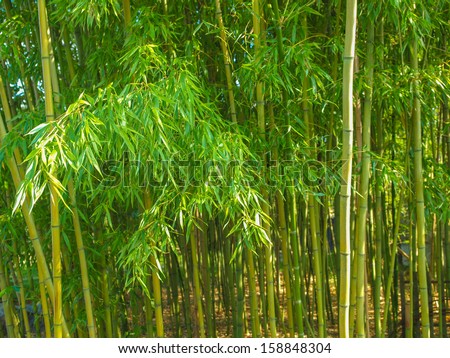 Bamboo plants forest aka Plantae Angiosperms Monocots Commelinids Poales Poaceae Bambusoideae