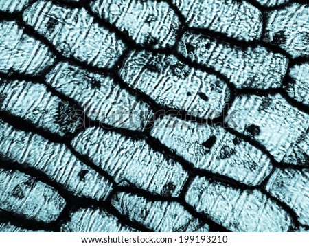Light photomicrograph of an Onion epidermus cells seen through a microscope