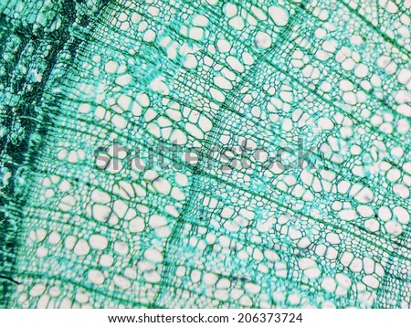 Light photomicrograph of pine tree wood seen through a microscope