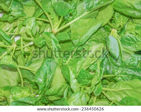 Green spinach leaves edible flowering plant vegetarian food