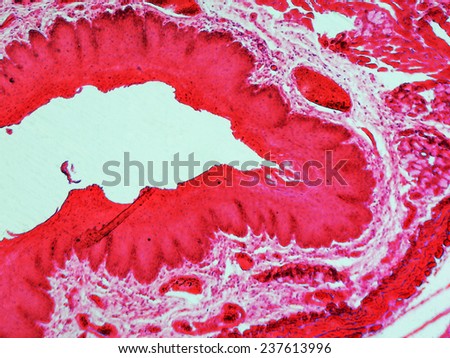 Light photomicrograph of stratified flat epithelium section seen through a microscope