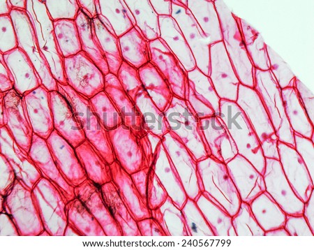 Light photomicrograph of Onion epidermus cells seen through a microscope