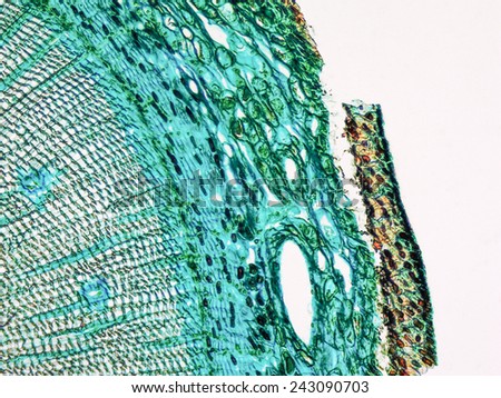 Light photomicrograph of pine tree wood cross section seen through a microscope