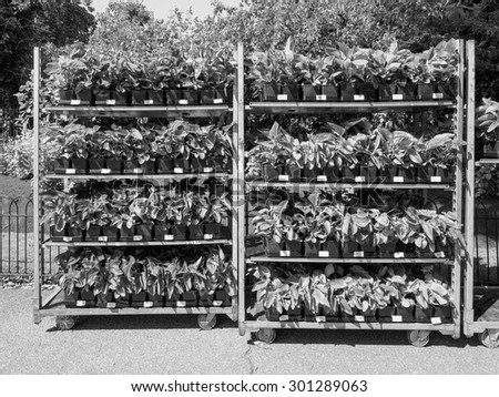 LONDON, UK - JUNE 11, 2015: Gardening works in St James Park occurs in every spring to plant new flowers in black and white