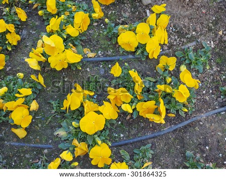 Yellow Violet Wisteria aka Wistaria or Wysteria flowers flower