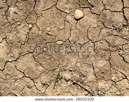 Dry earth in a field showing the effects of severe drought caused by global warming