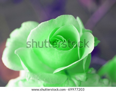 A bouquet of roses - perennial flower shrub vine of genus Rosa Rosaceae