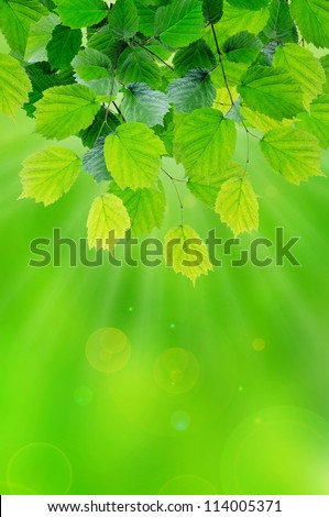 Green leaves in the sun, macro shot
