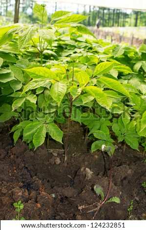Planted ginseng in Northeast China