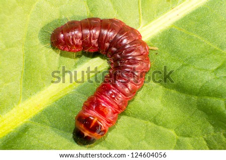 The Cossus cossus red codling moth larvae