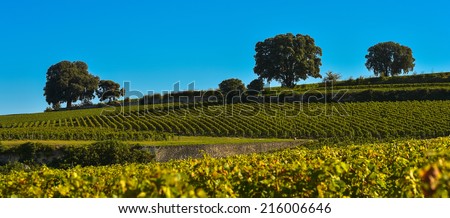 Saint-Emilion-Vineyard landscape-Vineyard south west of France