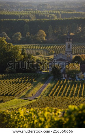 Vineyard landscape-Vineyard south west of France-Sauternes-Loupiac