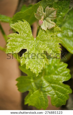 Vine Leaf in spring-Vineyard south west of France, Bordeaux Vineyard