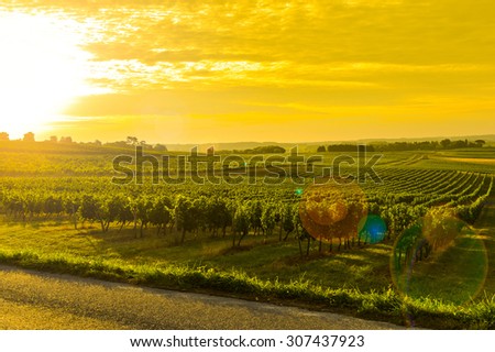 Vineyard Sunrise - Bordeaux Vineyard-France, Aquitaine, Gironde, 33, Targon.