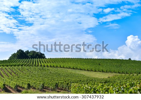 Vineyard Sunrise - Bordeaux Vineyard-France, Aquitaine, Gironde, 33,
