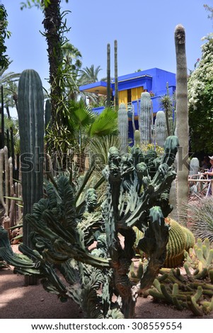 Garden of cactus with house of blue intense color