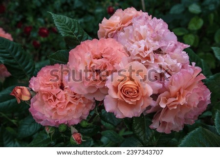 Similar – Image, Stock Photo A nostalgic hybrid of Chippendale tea rose. A beautiful bud of yellow-pink roses in the summer garden. Rose garden.