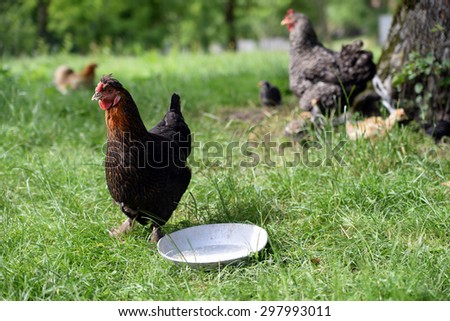 flock of chickens grazing on the grass, Chickens on traditional free range poultry farm