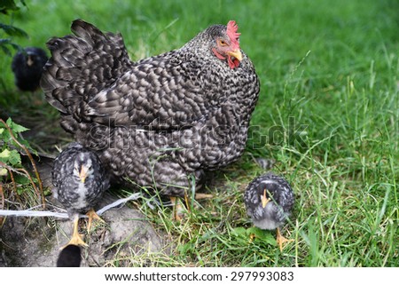 flock of chickens grazing on the grass, Chickens on traditional free range poultry farm