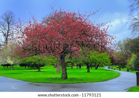 Blooming tree in a park at a fork in the path.