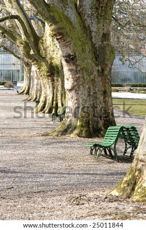 Park in winter with row of trees and empty park benches.