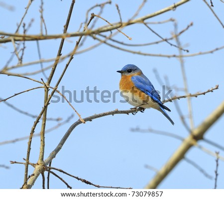 Eastern Bluebird (Blue robin) perched on a branch in a leafless tree.