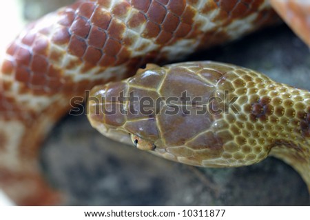 Brown Tree Snake Head from Above