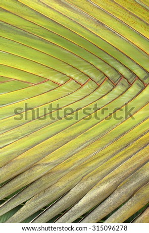 Banana leaf , Nature of banana leaf.