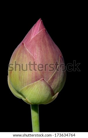 Pink lotus flower on a black background. For a background image.