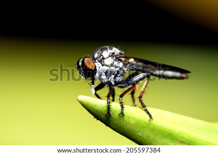 Robber fly insect macro