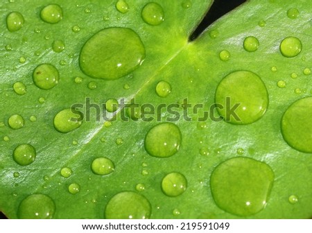 Water drops on lotus leaf