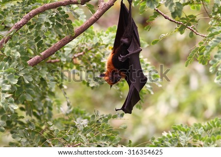 bat hanging on a tree branch - Also known as large flying fox